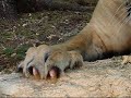 Liger Claws