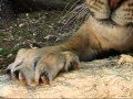 Liger Claws