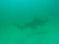 Bull Shark in Muscat/OMAN Bull Shark in Muscat/OMAN