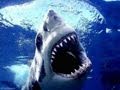 Bull Shark in Muscat/OMAN