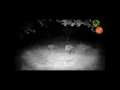 Lupi e cinghiali lottano per la sopravvivenza nel Parco nazionale delle Foreste Casentinesi