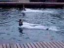 Dolphin foot-push