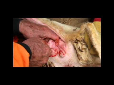 how to treat a prolapse ewe