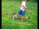 dog 4