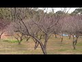 Click here to watch this video 春の訪れ、山田池公園の紅梅．蝋梅．咲いています２０１２年２月３日