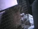 Raccoon #3 - Part 1 - Dec. 1st  8 am