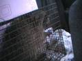 videos de Raccoon #3 - Part 1 - Dec. 1st  8 am