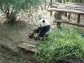 Jim visits the pandas