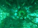 Unknown echinoderm - the Triffid Unknown echinoderm - the Triffid