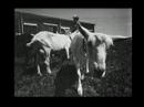 New Agrarian Center Intro