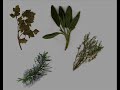 Scarborough Fair