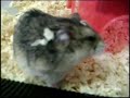 Dwarf Hamsters:  A Day in the Life of a Hamster