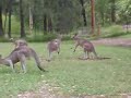 Cangurus Ninja Cangurus Ninja