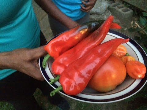 how to harvest chili