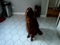 Bentley plays dead