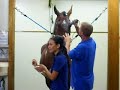 horse surgery