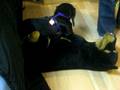 videos de Daschund