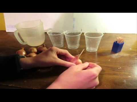 how to replant shallots
