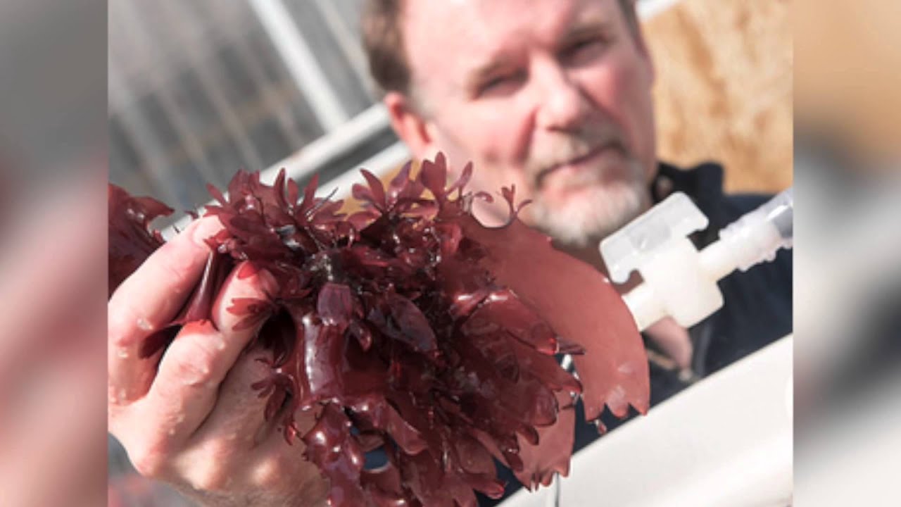 10 важнейших научных событий 2015 года. Мясо из водорослей. Фото.