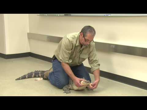 American Alligator