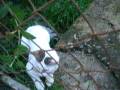 videos de Candy y Kito