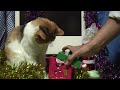 猫のクリスマス Christmas Cats