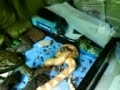 serpiente asesina del rogepa