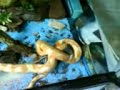 serpiente asesina del rogepa
