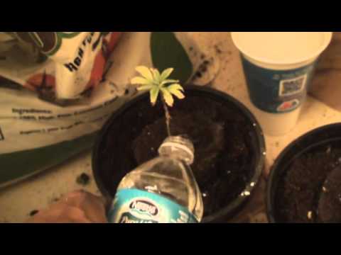 how to take part of a plant and replant it