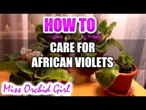 how to care violets