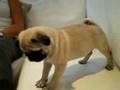 Pug video