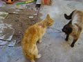 pelea de gatos....
