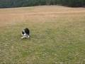 Merk   Get Out and Bounce Work..wmv