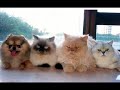 \"Classy\" - Sacred Birman in \"Who\ \"Classy\" - Sacred Birman in \"Who\
