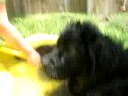 Cosmo playing in his kiddie pool!