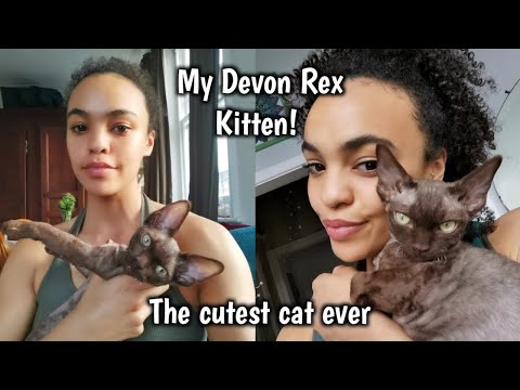 Introducing My New Kitten | Our Gorgeous Devon Rex