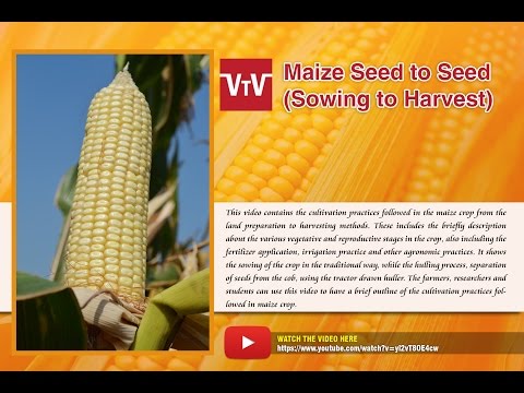 how to grow maize