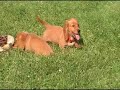 Dachshund Puppies Della and McGuire Dachshund Puppies Della and McGuire