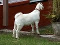 get your goat out - turnbull sessions get your goat out - turnbull sessions