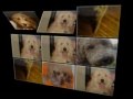 Kona the Goldendoodle