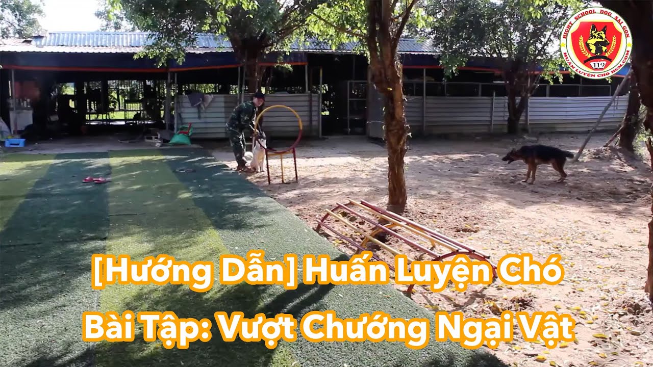 [Hướng Dẫn] Huấn Luyện Chó Vượt Chướng Ngại Vật