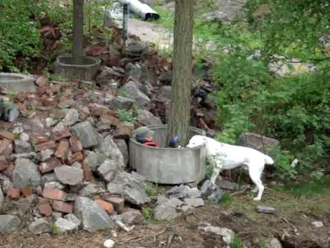 perro de pelea cordobes