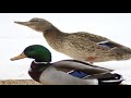 mallard duck sighting 1-29-08