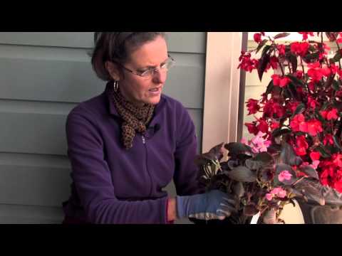 how to fertilize tuberous begonias