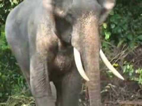 Asian Elephant