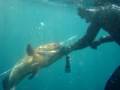 videos de Pesca submarina.Mero 20kg .Victor Manuel Velasco y Philip