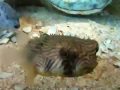 Ripley's Aquarium 2009