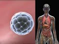 Mapping Cell Fates