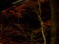 Red leaves viewing from train in night at Kyoto JP
