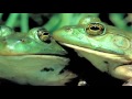 The 12 Nastyass Days of Christmas (original singing by Randall)